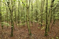 Ein junger Wald
