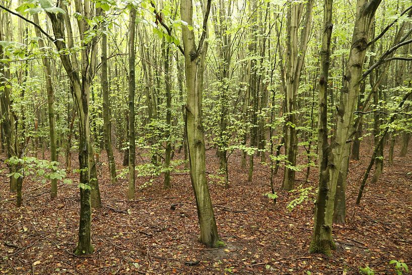 Ein junger Wald von Ewan Mol