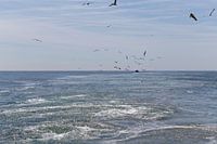 North Sea