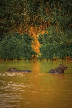 Twee capibara's in een rivier van FlashFwd Media