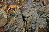 Fox on the Rocks, Yves Adams von 1x Miniaturansicht