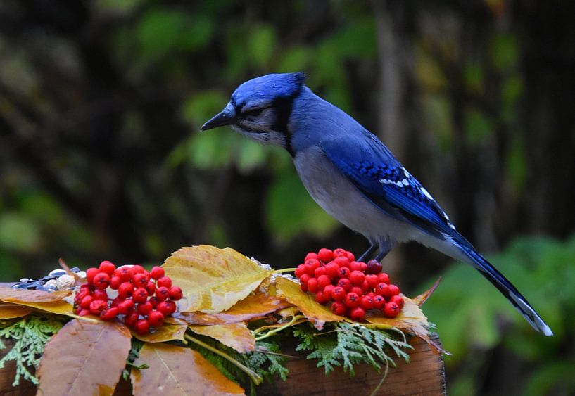 A blue jay at the feeding site in autumn by Claude Laprise