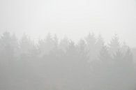 Bäume in Nebel gehüllt von Merijn van der Vliet Miniaturansicht