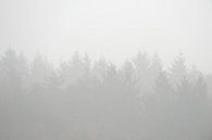 Trees shrouded in fog by Merijn van der Vliet thumbnail