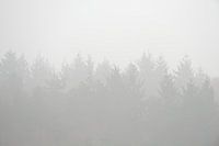 Trees shrouded in fog
