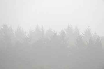 Bomen gehuld in de mist