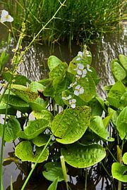 Tropische Harmonie: Wasserblumen und üppiges Laub in Indonesien