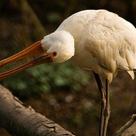 Des spatules bienveillantes sur Cor Brok