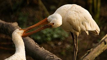 Des spatules bienveillantes