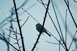 Kohlmeise auf einem Zweig bei Schnee