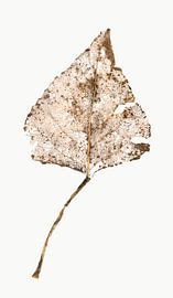 Pappelskelett von Marjan Versluijs