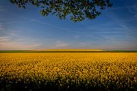 Raps in der Abendsonne