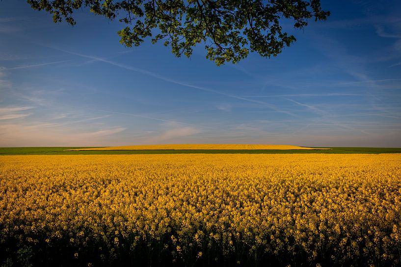 Raps in der Abendsonne von Marcel Ohlenforst