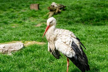 Weißer Storch auf einer Wiese von Animaflora PicsStock