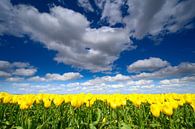 Tulpen onder een blauwe hemel met wolken van Sjoerd van der Wal Fotografie thumbnail