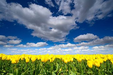 Tulpen onder een blauwe hemel met wolken