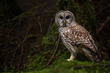 Tawny Owl by Jacco van Son