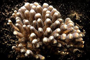 Koralle von Kees de Knegt
