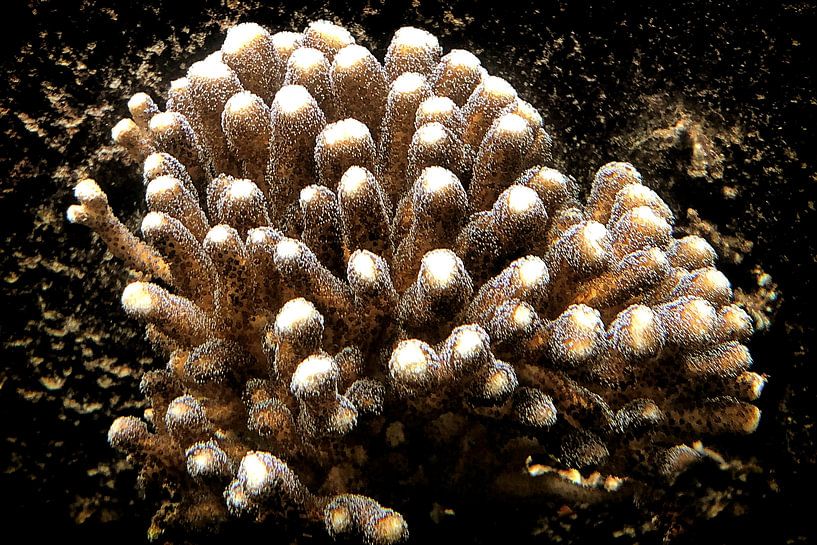 Coral par Kees de Knegt