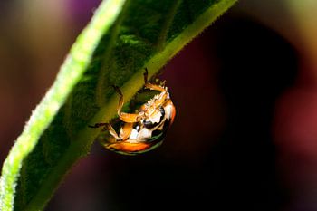 auf den Kopf gestellt