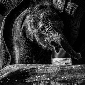 Baby elephant Nagarr at Wildlands by Eagle Wings Fotografie