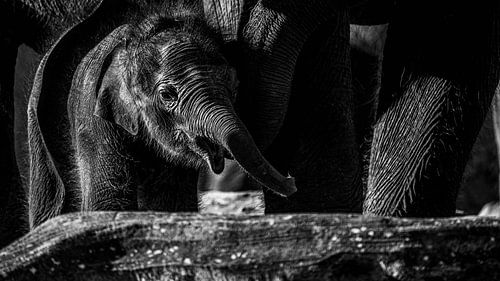Baby elephant Nagarr at Wildlands