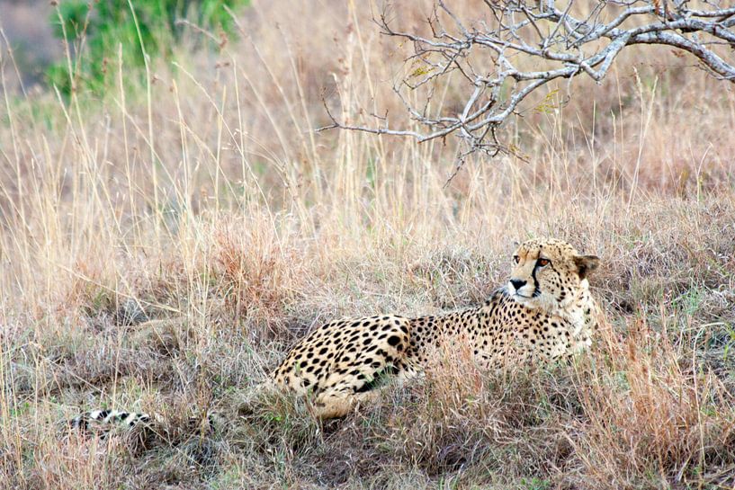 Cheetah in the grass by Eric van Duijn