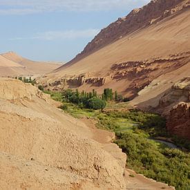 Oase in de woestijn van Jildau Schotanus
