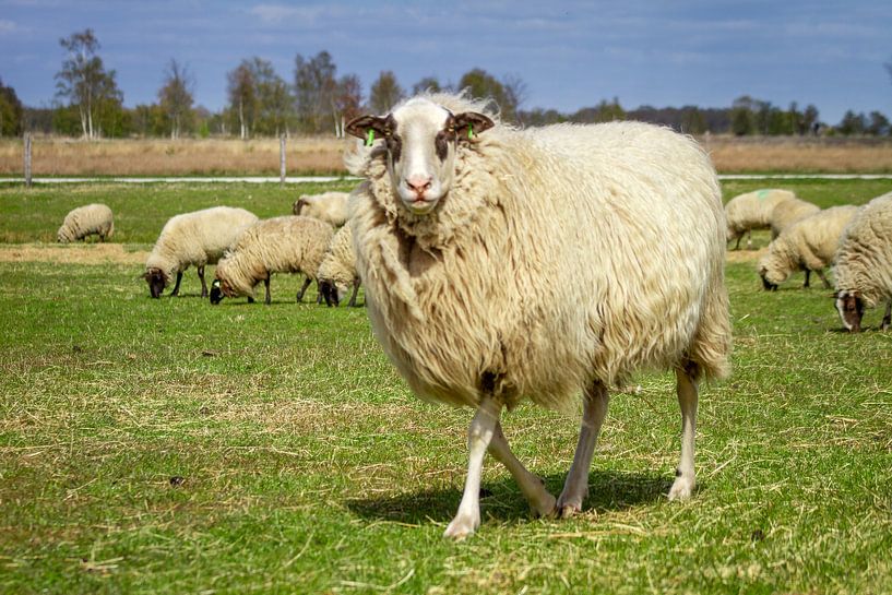 Drenthe heath sheep by Marc Slagter