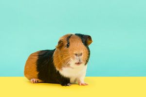 Niedliches Meerschweinchen auf türkisgelbem Hintergrund