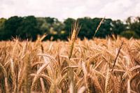 Corn field in detail.