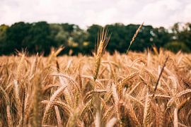 Corn field in detail. by Simon Peeters
