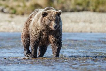Grizzly bear  by Menno Schaefer