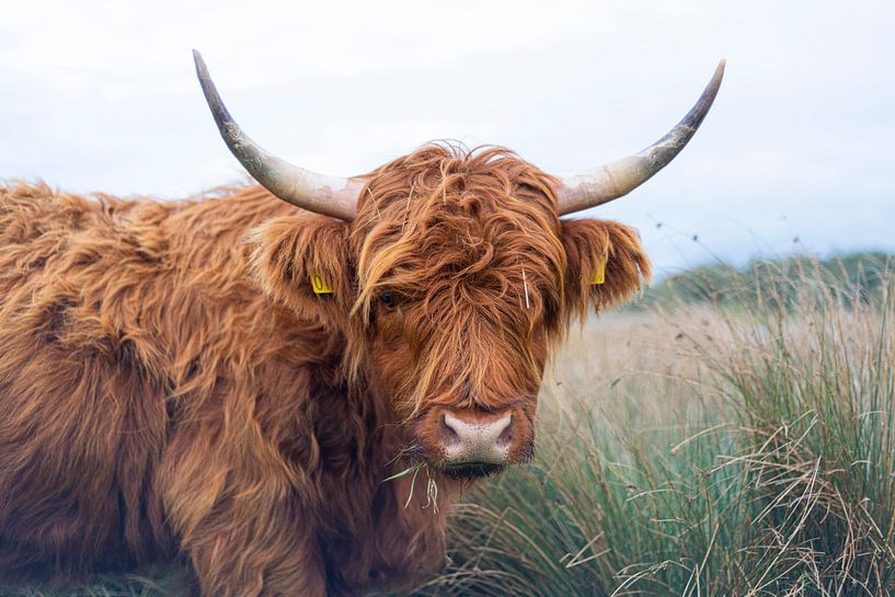 Scottish highlander by Fine art by leeflang