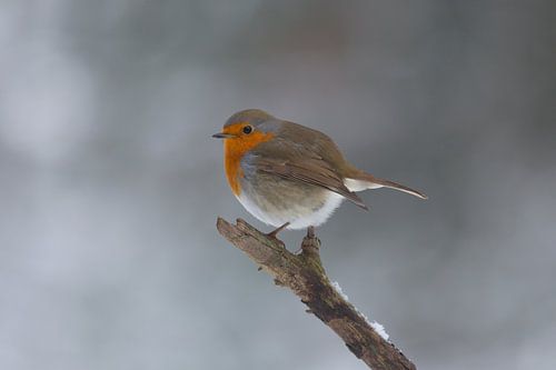 Winter in Nederland, Roodborst in de sneeuw