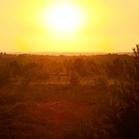 Coucher de soleil sur le parc national Sallandse Heuvelrug sur Niek Van Helden