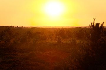 Sonnenuntergang Sallandse Heuvelrug National Park von Niek Van Helden