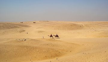 Kamelen in de Sahara van Animaflora PicsStock