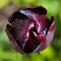 Tulp met dauw
