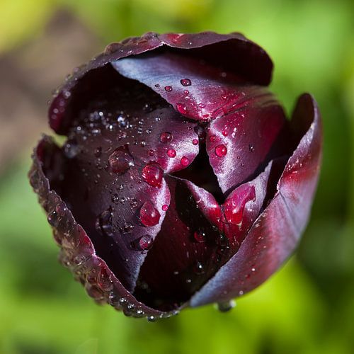 Tulipe avec rosée sur Paul Kampman