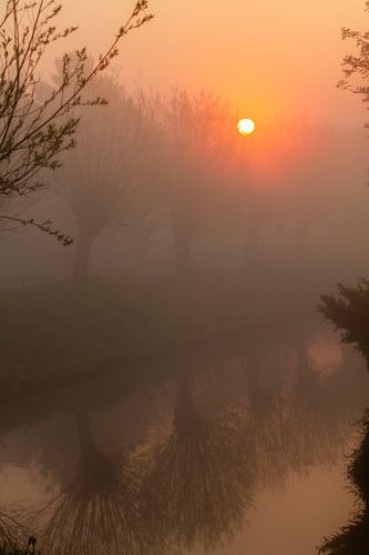 knotwilgen in de mist aan een waterkant met opkomende zon