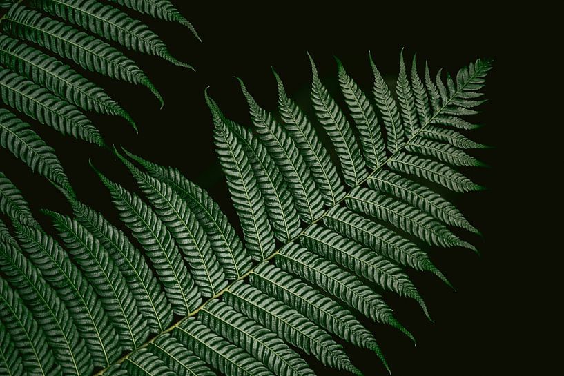 Varens in de jungle van Marika Huisman fotografie