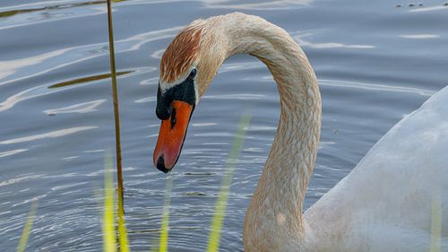 Swan head