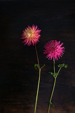 Dahlia's bloemen op tafel van Nfocus Holland