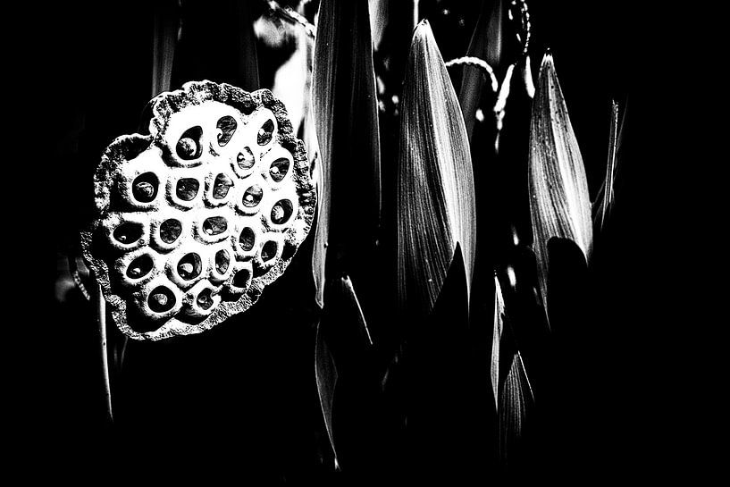 Les Jardins D'eau 2 par Esther Swaager