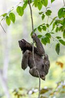 Sloth in the jungle