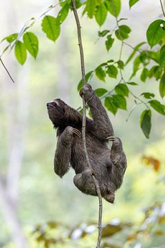 Sloth in the jungle by Dennis en Mariska