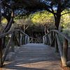 Ein Holzsteg schlängelt sich durch einen mediterranen Pinienwald, Naturschutzgebiet, Pinar De La Almadraba, Pinares De Rota, Rota, Cádiz, Andalusien, Spanien von Fotos by Jan Wehnert