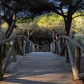 A wooden walkway winds through a Mediterranean pine forest, nature reserve, Pinar De La Almadraba, Pinares De Rota, Rota, Cádiz, Andalusia, Spain by Fotos by Jan Wehnert