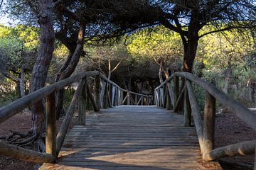 A wooden walkway winds through a Mediterranean pine forest, nature reserve, Pinar De La Almadraba, Pinares De Rota, Rota, Cádiz, Andalusia, Spain